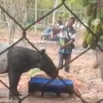 BKSDA Evakuasi Tapir Terjebak di Saluran Air Perkebunan Sawit